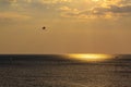 Windsurfing and parasailing at evening golden sunset on the Black Sea. Active recreation and sport Royalty Free Stock Photo