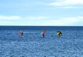 Windsurfing sail boarding. Sailboarding sport. Surfer on board is surfing in sea. Royalty Free Stock Photo