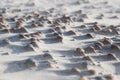 Windswept beach with sand covered shells Royalty Free Stock Photo