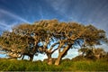 Windswept Coastal Oak Trees Royalty Free Stock Photo