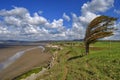 Windswept coastal tree