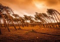 Windswept forest with leaning trees under dramatic orange sky creates surreal and captivating landscape. scene evokes sense of Royalty Free Stock Photo