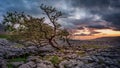 Windswept Hawthorn tree in Yorkshire Royalty Free Stock Photo