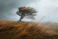 Windswept landscapes during windy weather