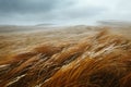 Windswept landscapes during windy weather