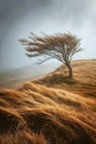 Windswept landscapes during windy weather