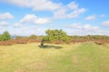 Windswept Oak Tree on Stanton Moor in Derbyshire Royalty Free Stock Photo