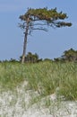 Windswept pine