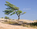 Windswept pine tree