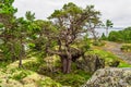 Windswept pine tree growing among rocks and moss on the coast of an island in the Swedish archipelago, creating a dramatic and Royalty Free Stock Photo