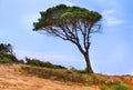 Windswept pine tree leaning to the side on a coastal dune Royalty Free Stock Photo