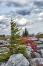 Windswept pine tree in rocky landscape Royalty Free Stock Photo