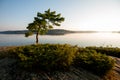 Windswept pine tree at sunrise Royalty Free Stock Photo