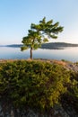 Windswept pine tree at waterÃ¢â¬â¢s edge Royalty Free Stock Photo