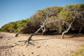 Windswept pine trees Royalty Free Stock Photo