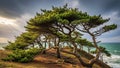 Windswept Pine Trees on a Coastal Cliff Overlooking the Ocean Under Dramatic Skies image Royalty Free Stock Photo