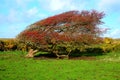 Windswept Ripe red hawthorn berry bush, Crataegus monogyna in a