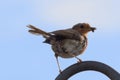 Windswept Robin on a gusty day Royalty Free Stock Photo