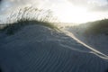 Windswept seaoats on oceanside dune Outer Banks Royalty Free Stock Photo