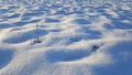 Windswept snow formations with dried grass at sunset Royalty Free Stock Photo
