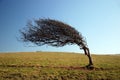 Windswept Tree Royalty Free Stock Photo