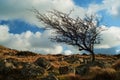 Windswept tree Belstone Tor Dartmoor Devon Royalty Free Stock Photo