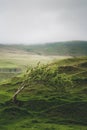 A windswept tree bent by the constant wind over the years in Fairy Glen, Isle of Skye in cloudy weather