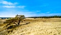 A windswept tree in the mini desert Beekhuizerzand in the Hoge Veluwe nature reserve Royalty Free Stock Photo