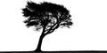 Windswept Tree Silhouette Royalty Free Stock Photo