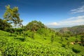 Windswept tree in tea plantation Royalty Free Stock Photo