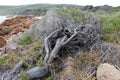 Windswept Tree at Yallingup west Australia
