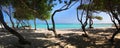 Turquoise waters and windswept trees of Baby Beach Aruba Royalty Free Stock Photo