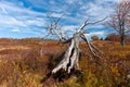Dead Bleached Tree - Late Autumn Scene - Dolly Sods Wilderness - West Virginia Royalty Free Stock Photo
