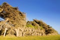 Windswept trees near Slope Point the southernmost point of the South Island, The Catlins New Zealand Royalty Free Stock Photo