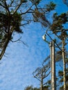 Windswept Trees and a Security Camera Royalty Free Stock Photo