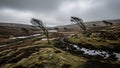 Windswept trees stand on a desolate moorland landscape under a dramatic overcast sky with pools of water Keywords Royalty Free Stock Photo