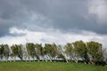 Windswept trees under a dramatic sky. Royalty Free Stock Photo