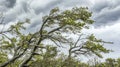 Windswept trees under a dramatic, stormy sky Royalty Free Stock Photo