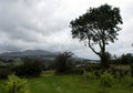 Windswept trees and vines  North Wales on a blustery day. Royalty Free Stock Photo