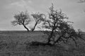 Windswept trees on a winter Irish skyline in black and white