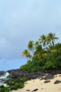 Windswept Tropical Beach Royalty Free Stock Photo