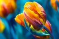 Windswept tulip Royalty Free Stock Photo