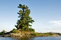 Windswept White Pine Royalty Free Stock Photo