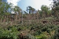 Windthrow of trees in a mountainous coniferous forest Royalty Free Stock Photo