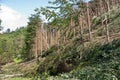 Windthrow of trees in a mountainous coniferous forest Royalty Free Stock Photo