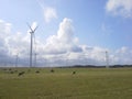 Windturbines and cows landscape Royalty Free Stock Photo