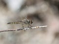 Windvaantje, Black Pennant, Selysiothemis nigra