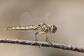 Windvaantje, Black Pennant, Selysiothemis nigra