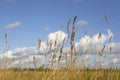 Windy autumn day with beautiful clouds and yellow reed in the field. Bright natural background with selective soft focus on dry Royalty Free Stock Photo