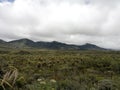 Windy day in a paramo ecosystem. Source of water because of frailejones.